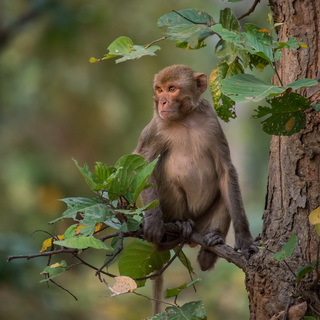 Bandhavgarh - Rhesus macaque